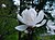 Magnolia loebneri Merril1MTFL.jpg