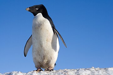 File:Manchot_Adélie_-_Adelie_Penguin.jpg