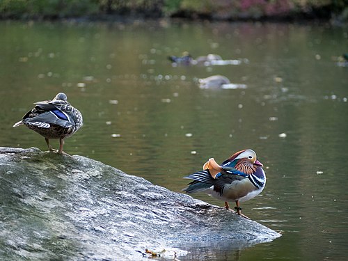 The Central Park Mandarin Duck in the Pond