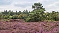 Bloeiende heide (Mandefjild natuurgebied bij Bakkeveen).