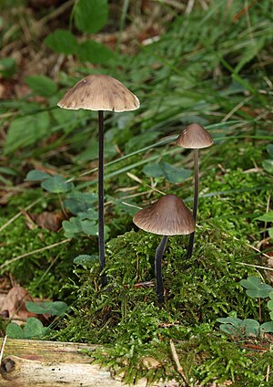 Marasmius alliaceus