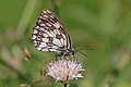 * Nomination Marbled white (Melanargia galathea), Bulgaria --Charlesjsharp 10:12, 24 August 2017 (UTC) * Promotion Good quality. --Vengolis 14:35, 24 August 2017 (UTC)