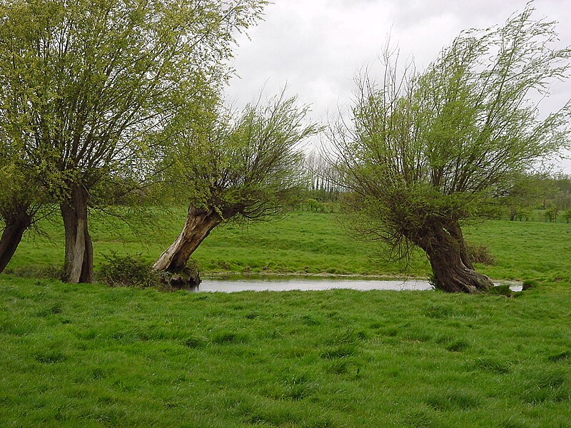 File:MareSaules têtards near Cassel april 2003.jpg