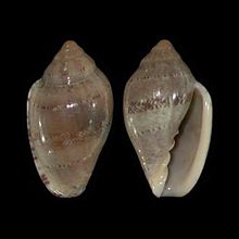 Marginella ornata 001.jpg