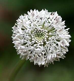 Marshallia obovata Species of flowering plant