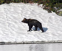 Ours brun — Wikipédia