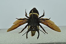 Megachile pluto - frontal view - Naturalis Biodiversity Center (1953).jpg