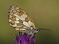 en:Marbled White, en:List of Iberian butterflies