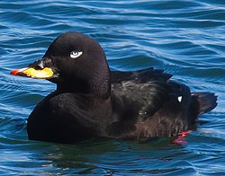 Melanitta fusca (cropped).jpg