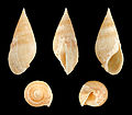 * Nomination Shell of a Moroccan Melanopsid, Melanopsis tingitana tingitana --Llez 04:50, 13 May 2014 (UTC) * Promotion Good quality. --JDP90 07:02, 13 May 2014 (UTC)