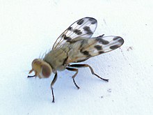 Melieria crassipennis (Diptera) (3640413049).jpg