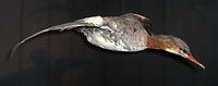 Uk: Neornithes Ik: Neognathae Öo: Galloanserae O: Anseriformes F: Anatidae Uf: Merginae S: Mergus A: Mergus merganser Ua: Mergus merganser merganser Uppstoppad storskrakshona på Falbygdens museum, Västergötland.