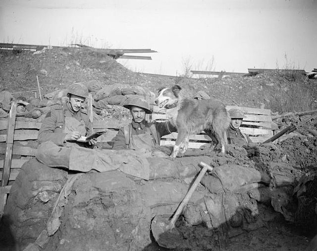 Trench message dog of 10th Manchesters waits while message is written, Cuinchy, 26 January 1918