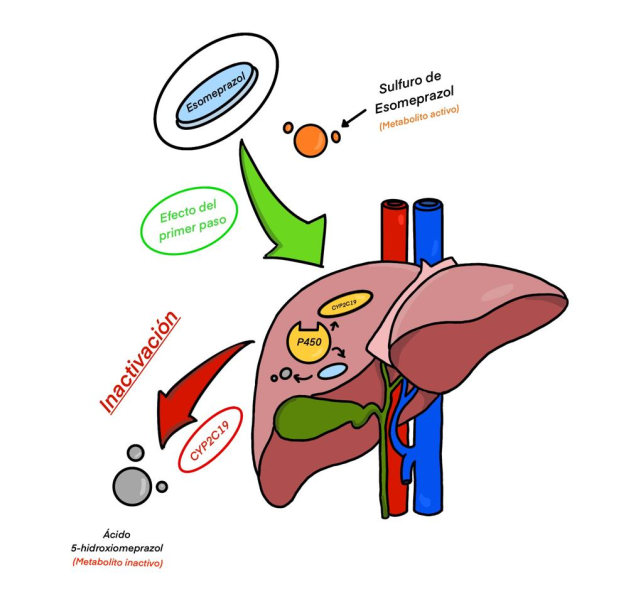 File:Metabolismo del Esomepra.svg