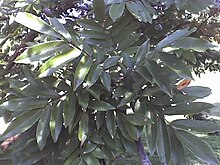 Millettia grandis leaves.jpg