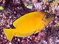Mimic surgeonfish (Acanthurus Pyroferus) (42521111045).jpg