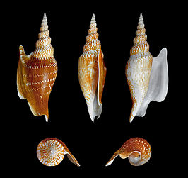 Mirabilistrombus listeri