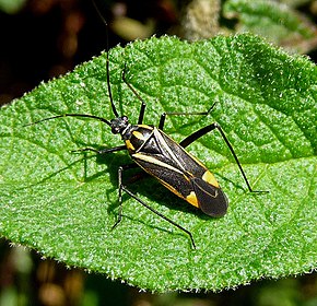 Beschreibung des Mirid Bug-Bildes.  Hadrodemus m-flavum - Flickr - gailhampshire.jpg.