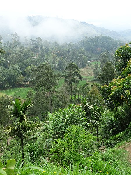 File:Misty Tea Plantation Scenery - Outside Ella - Sri Lanka - 02 (14133210723).jpg