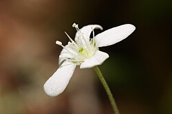 Närbild på blomman