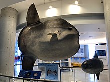 Taxidermy with a total length of 3 m (9.8 ft) and a height of 3.5 m (11 ft) in Aqua World Mola alexandrini specimen.jpg