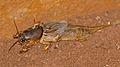 Mole Cricket (Gryllotalpa africana) (16643378886).jpg