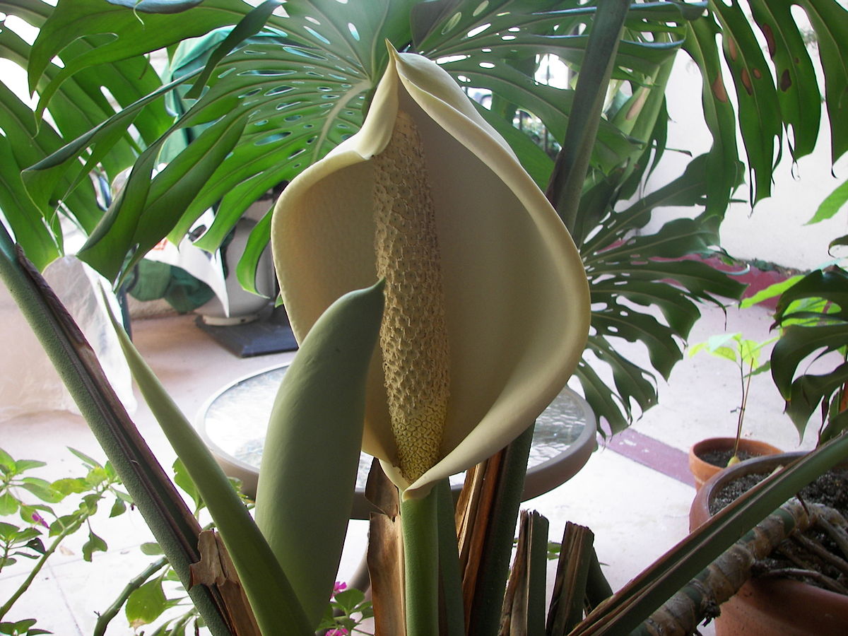 Monstera Wiktionary Bahasa Indonesia