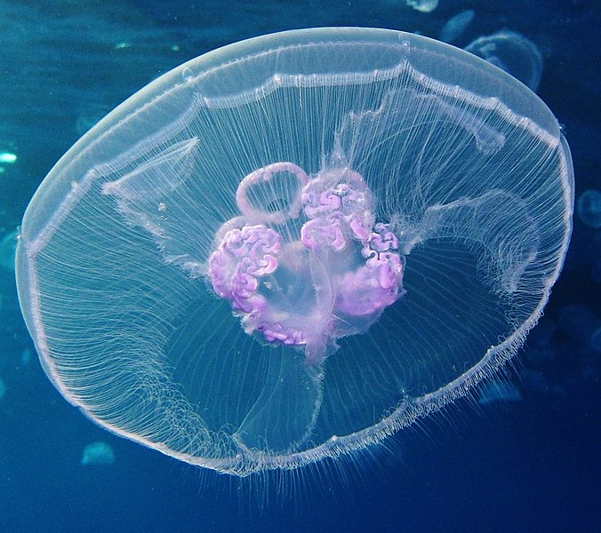 File:Moon jellyfish at Gota Sagher (cropped).JPG