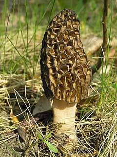 Morchella conica, crni smrčak, Poljska