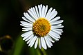 * Nomination Erigeron annuus --Subhrajyoti07 16:53, 4 April 2018 (UTC)]] 16:50, 4 April 2018 (UTC) * Decline IMO not sharp enough for a QI, sorry. --Basotxerri 16:55, 4 April 2018 (UTC)