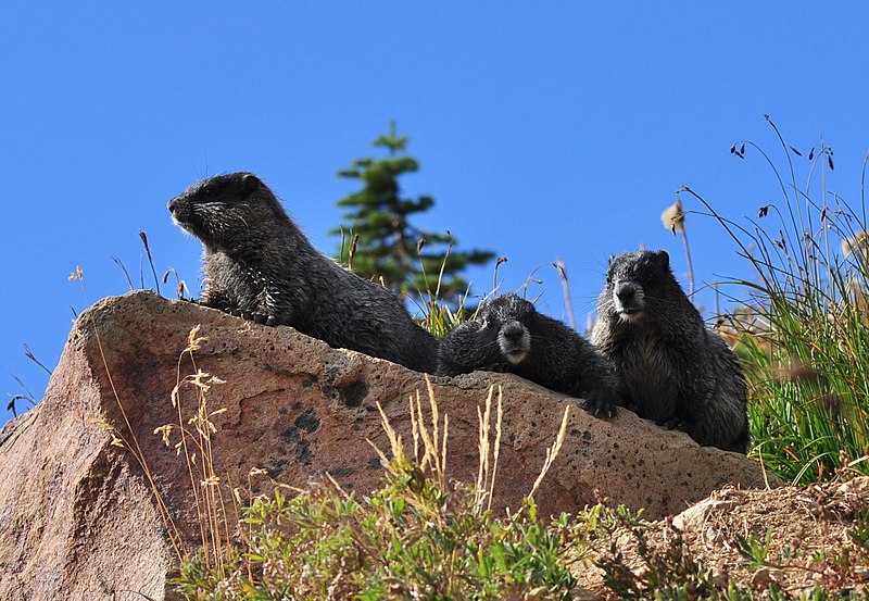 File:Mount Rainier - September 2017 - Hoary marmots 34.jpg