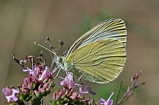 <i>Pieris ergane</i> Species of butterfly