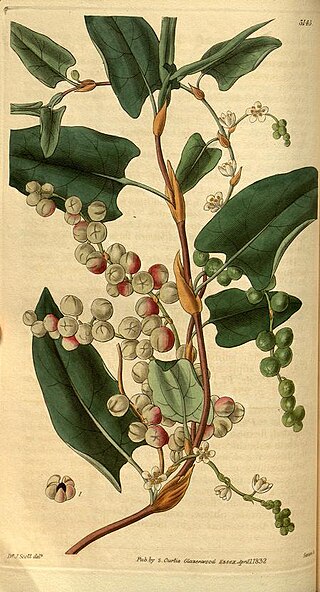 <i>Muehlenbeckia adpressa</i> Species of plant