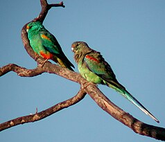 Multicolored Parakeet