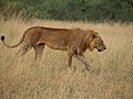 Lion (Panthera leo)