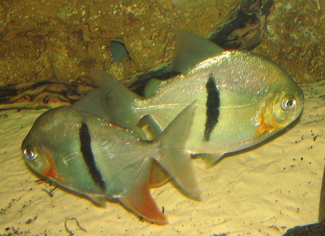 Myloplus schomburgkii