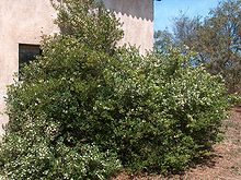 Arbusto in piena fioritura di circa 15 anni d'età, nato spontaneamente a ridosso di un rudere. Il considerevole vigore di questa pianta (quasi 3 metri d'altezza) è favorito dalle irrigazioni di soccorso estive e dall'esposizione a sud-est, protetta dal maestrale