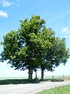 ND 2 linden trees with stone cross.jpg