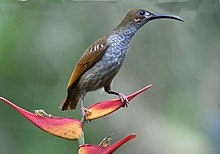 Telanjang berwajah spiderhunter.jpg