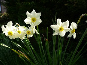 fleurs narcisse