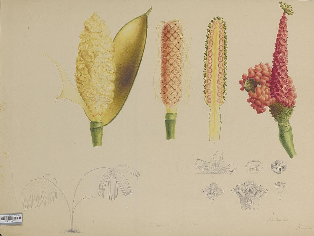 File:Naturalis Biodiversity Center - L.0939607 - Aken, J. van - Carludovica palmata - Artwork.jpeg