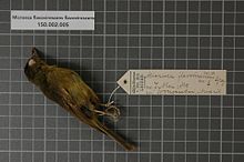 Центр биоразнообразия Naturalis - RMNH.AVES.135033 1 - Microeca flavovirescens flavovirescens Gray, 1858 - Eopsaltriidae - образец кожи птицы.jpeg
