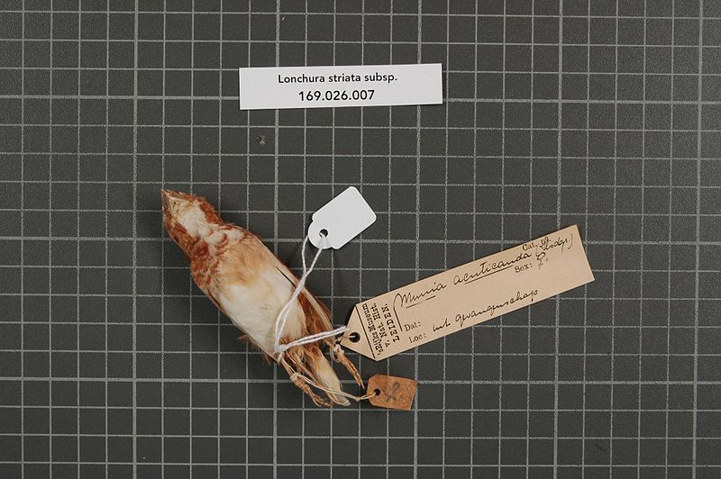 File:Naturalis Biodiversity Center - RMNH.AVES.160857 2 - Lonchura striata subsp. - Estrildidae - bird skin specimen.jpeg