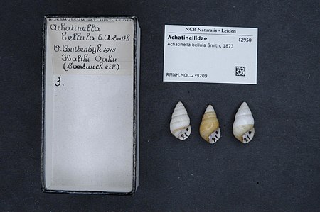 Achatinella bellula