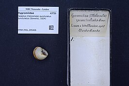 Caseolus punctulatus