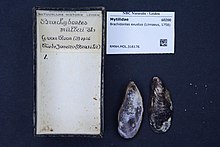 Naturalis bioxilma-xillik markazi - RMNH.MOL.316176 - Brachidontes exustus (Linnaeus, 1758) - Mytilidae - Mollusc shell.jpeg