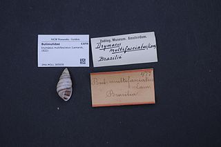 <i>Antidrymaeus multifasciatus</i> Species of gastropod
