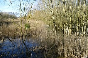 Nature reserve Bockenem clear ponds - Auwald (13) .jpg