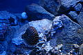Nautilus, S.E.A. Aquarium, Marine Life Park, Resorts World Sentosa, Singapore - 20130105.jpg