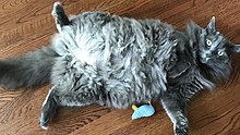 A male nebelung cat showing his belly. Nebelung cat.jpg